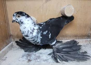 Gołębie Widyny polskie