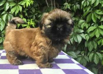 Pieski  Shih Tzu  zkwp fci,  gotowy do odbioru