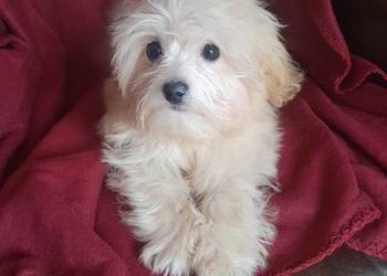Mini maltipoo suczka maltańczyk pudel toy red gotowa do odbioru