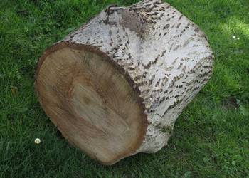 Pień orzecha włoskiego; średnica 36 cm