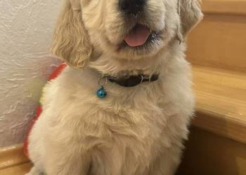 Golden Retriever biszkoptowy piesek Bueno