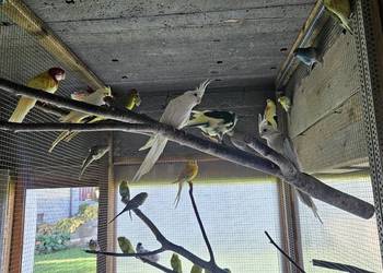 Rozelle, świergotki, nimfy, faliste, zeberki i inne