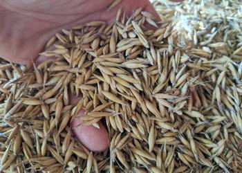 Sprzedam Owies 2025 Sprzedam Owies 2025