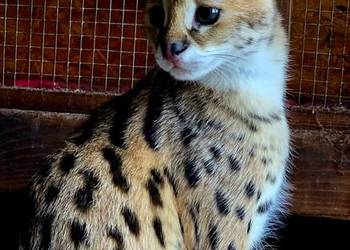 Serwal Afrykański (Leptailurus serval) - przepiękna kotka, bardzo przyjazna Katowice