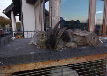 Samce olbrzym belgijski