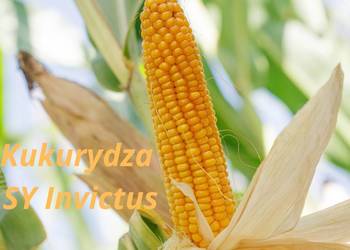 Nasiona kukurydzy SY Invictus