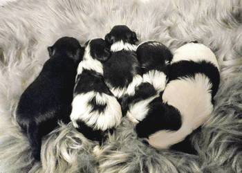 Sliczne pieski i suczki Hybryda York&Maltańczyk