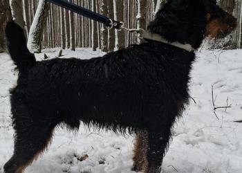 Terier Niemiecki Pies