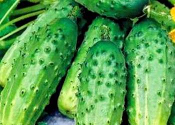 Rodniczok Palczik Kustowoj Zasollaczny ogórek rosyjski