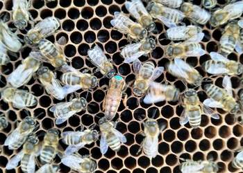 Pszczoły, Rodziny pszczele, Pasieka