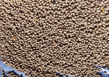 Sprzedam łubin wąskolistny gorzki