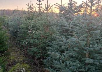 choinki świąteczne świerk srebrny, zielony, pospolity