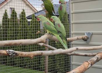 Aleksandretty wielkie samiec, samica