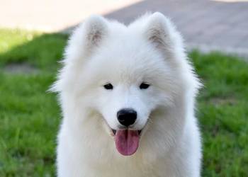 Samoyed, szczeniak, samiec, do odbioru, Sesto Senso