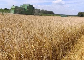 Jęczmień ozimy midnight 6-rzędowy Jęczmień ozimy midnight 6-rzędowy