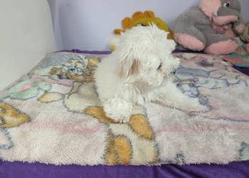 Maltańczyk Maltańczyki piesek