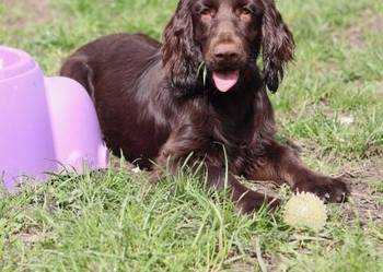 Suczki rasy Field Spaniel