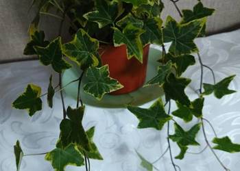 Roślina doniczkowa bluszcz - Hedera Helix.
