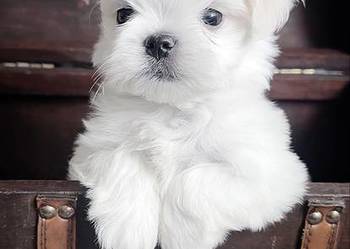 Maltańczyk suczka FCI