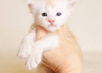 Przepiękny biszkoptowy kocurek z Rodowodem WCF/PZF - Legalna hodowla