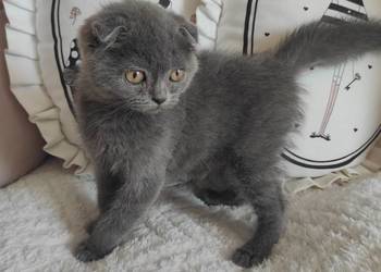 Kot Scottish Fold-szkocki zwisłouchy Kotek do odbioru