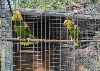 Amazonki oratrix