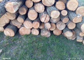 Drewno opałowe liściaste topola olcha wierzba