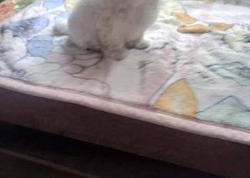 Maltańczyk Maltańczyki śliczny piesek