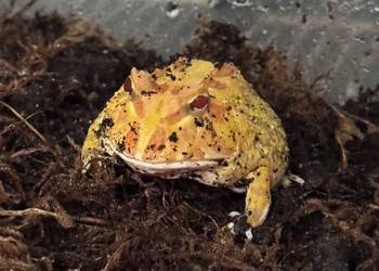 Żaba rogata sprzedam