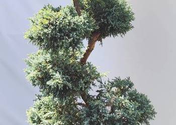 Bonsai Niwaki jałowiec łuskowy Holger