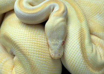 Pyton królewski Albino Mojave Enchi Leopard Samica