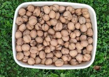 Orzechy włoskie 1kg