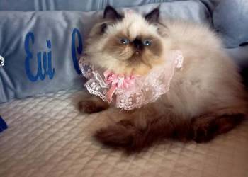 Dziewczynka himalajska, rodowód fpl