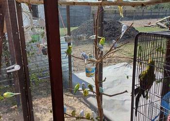 Papugi faliste I nie tylko