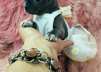 ***Gotowa Do Odbioru***Niebieska Mini Chihuahua***