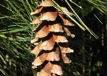 SOSNA WEJMUTKA Pinus strobus - NASIONA 3500 sztuk - 100g.