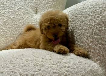 Odchowany synek Maltipoo Maltanczyk & Pudel Toy Mega Wyprawka Metryka