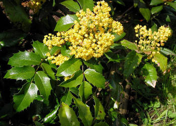 MAHONIA POSPOLITA Mahonia aquifolium - NASIONA 700 sztuk - 10g.