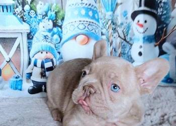 Buldog francuski chlopak isabela