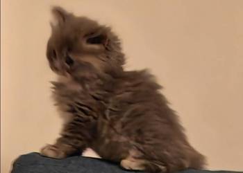 Pers Persy kot kotki Pers Persy kot kotki