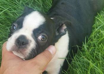 Pies Chłopiec Boston Terrier Szczeniak  2 miesiączny Szuka nowego Domu