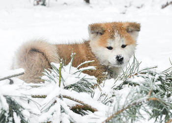 Akita inu-akita japońska czerwone szczenięta rodowód ZKwP/FCI