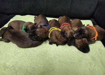 Owczarek Belgijski Milanois