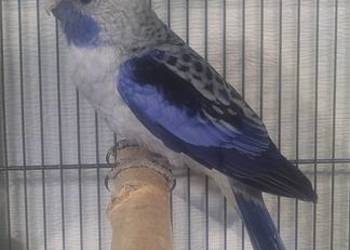 Samiec rozelli krolewskiej