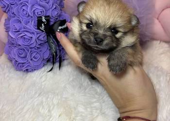 Suczka szpic miniaturowy pomeranian Orange badania DNA!