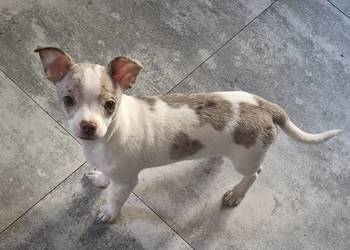 Chihuahua piesek merle z biały