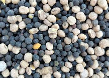 sprzedam łubin zmieszany w wyką