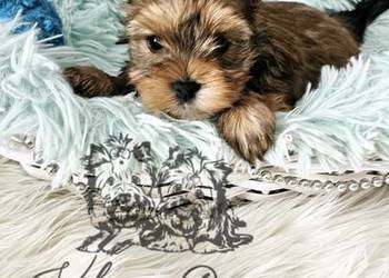 Yorkshire terrier piesek i sunia PASZPORT!