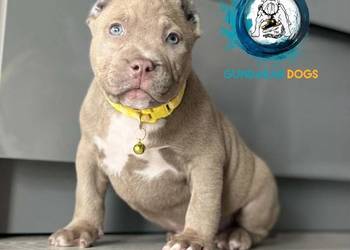 ABKC American Bully piesek
