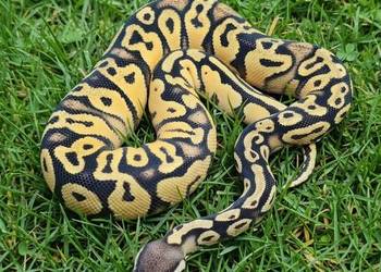 Python Regius - 2026 *mlody*